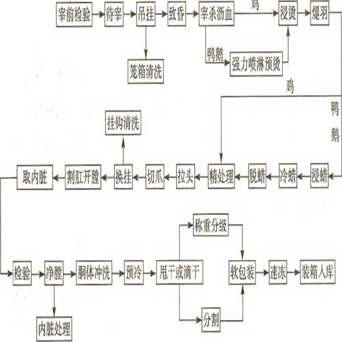 家禽屠宰加工工藝